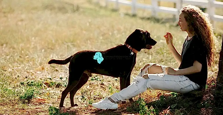 Köpek Eğitimi Ne Kadar Sürer