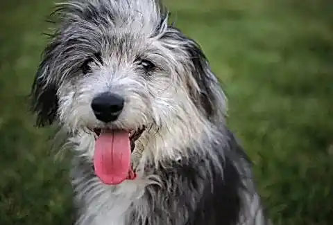 Aussiedoodle