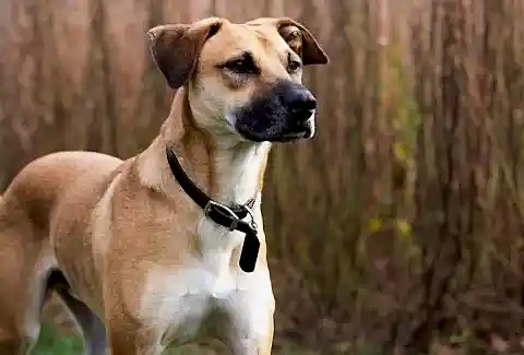 Black Mouth Cur