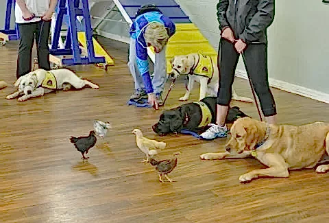 Eğitimi En Kolay Köpek Cinsleri