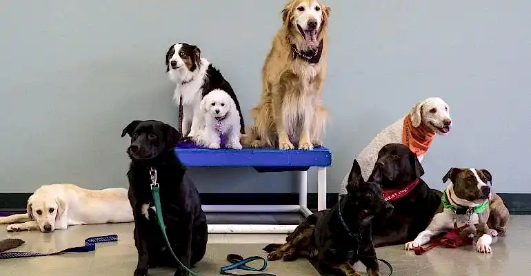 Arnavutköy Köpek Eğitmeni
