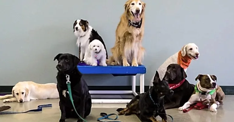 Ataşehir Köpek Eğitmeni