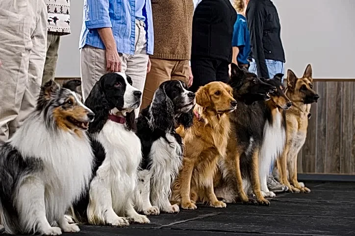 Köpeği Eğitime Göndermek İçin Gerekli Şartlar Nelerdir