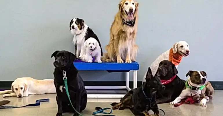 Bayrampaşa Köpek Eğitmeni