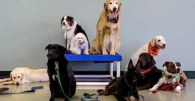 Beylikdüzü Köpek Eğitmeni
