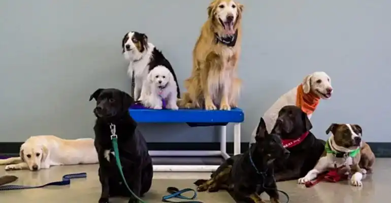 Çatalca Köpek Eğitmeni