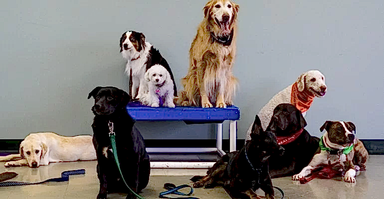 Esenler Köpek Eğitmeni