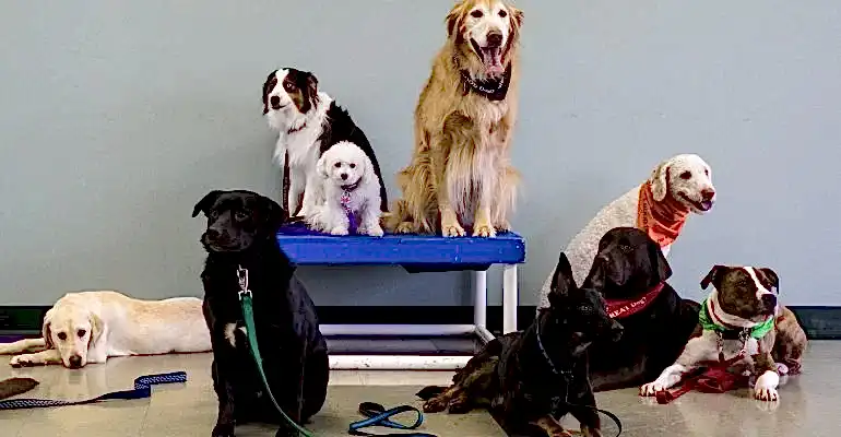 Eyüpsultan Köpek Eğitmeni