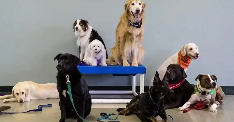 Kağıthane Köpek Eğitmeni