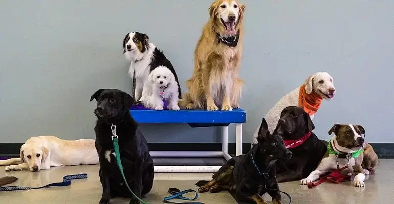 Sancaktepe Köpek Eğitmeni