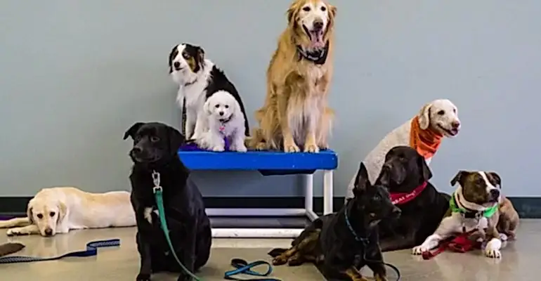 Tuzla Köpek Eğitmeni