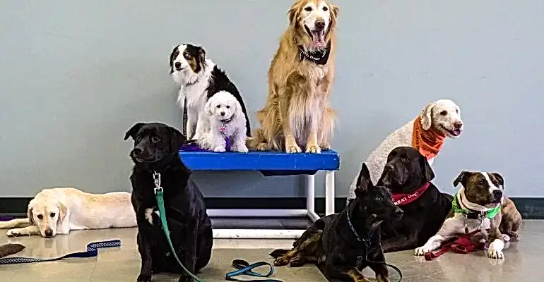 Üsküdar Köpek Eğitmeni