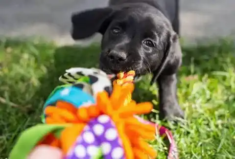 Hangi Köpek Cinsi Bana Uygun Testi