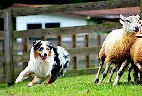 Çoban Köpeği Cinsleri En İyi 15 Irk