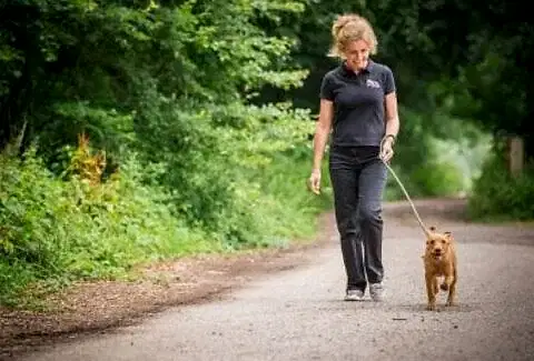 Köpek Neden Sol Tarafta Gezdirilir