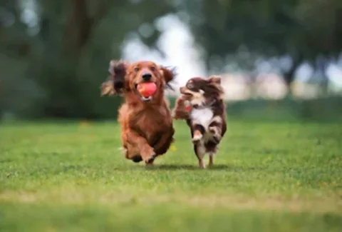 İki Köpeği Birbirine Alıştırma Adım Adım Uzman Rehber