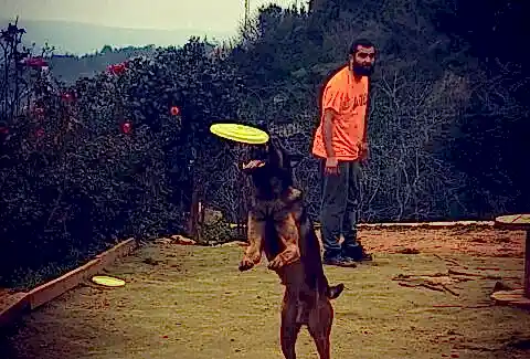 İstanbul Köpek Eğitim Merkezi En İyi Köpek Eğitim Merkezi Murat GÜNGÖR