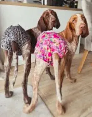 Köpek Regl Dönemi Hakkında Bilmeniz Gereken Her Şey