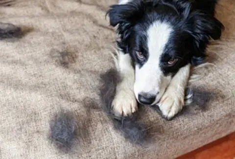 Köpek Tüy Dökülmesi Nedenleri, Çözümleri ve Sıkça Sorulan Sorular