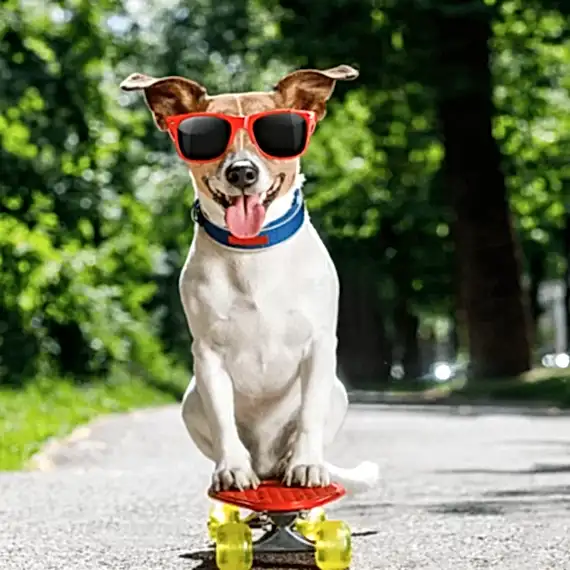 profesyonel köpek eğitmeni